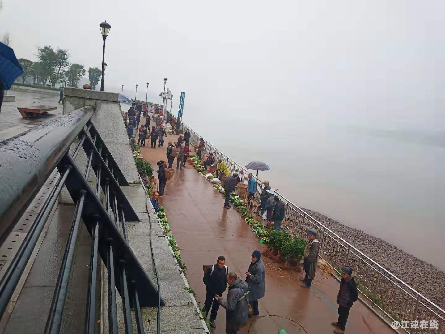 这是全国独一无二的秧苗市场，它在长江边，白沙三码头，是个背篓都放不平的斜坡。 ...