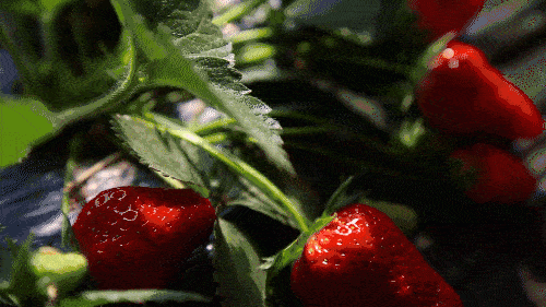 29762f5a9162f57f54dc67d3f4b7c4a4.gif