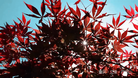 4f696a56c6d414e10b6c5ba00a6254a6.gif