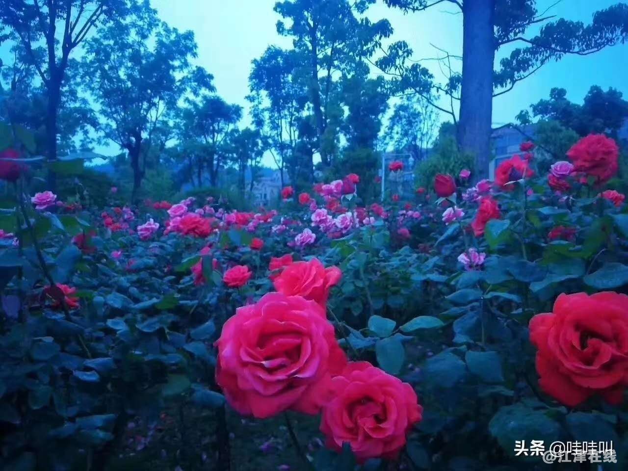 玫瑰花.jpg