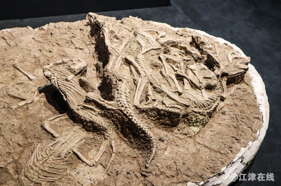 化石 (27).jpg