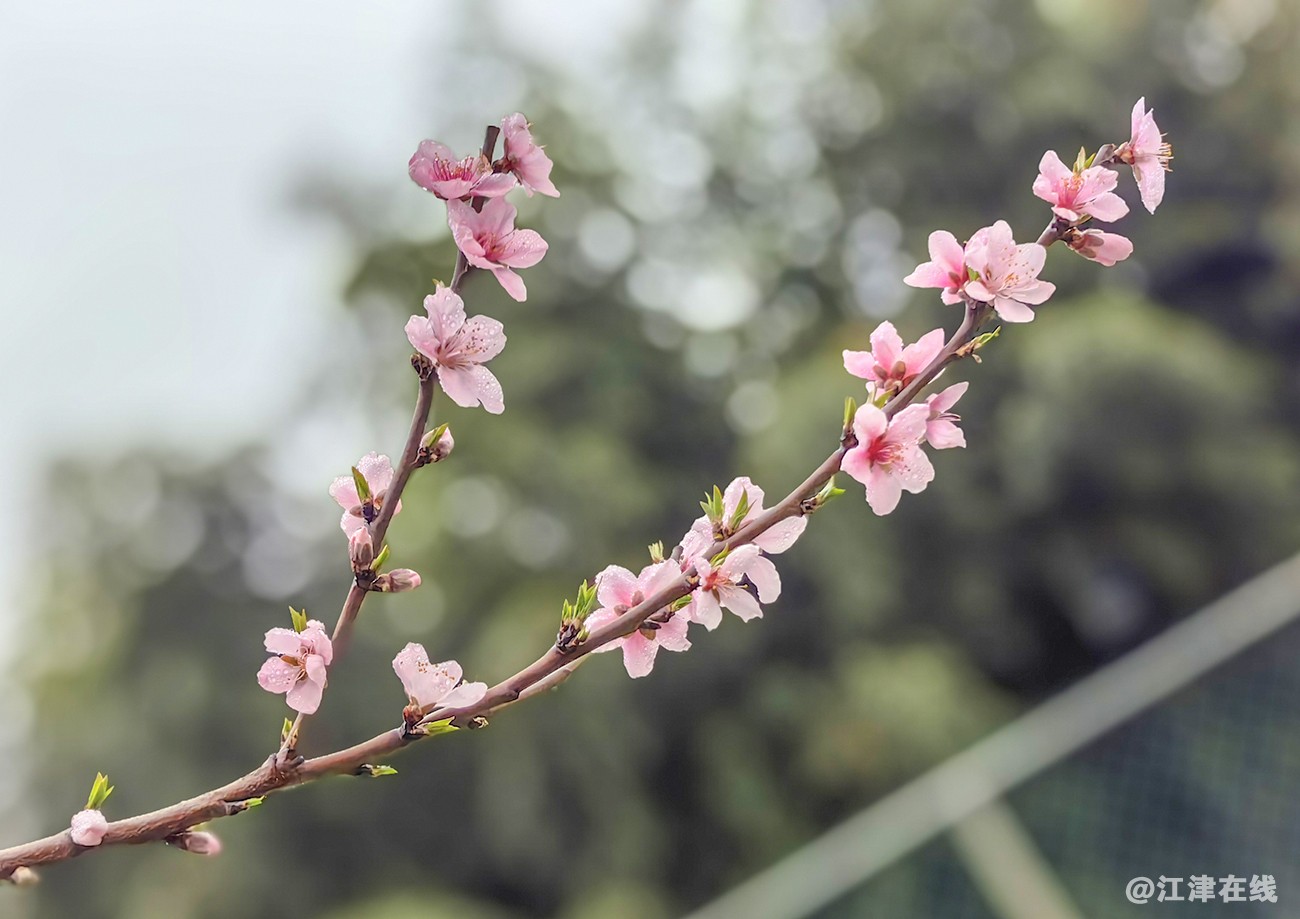 花枝俏 (2)副本.jpg