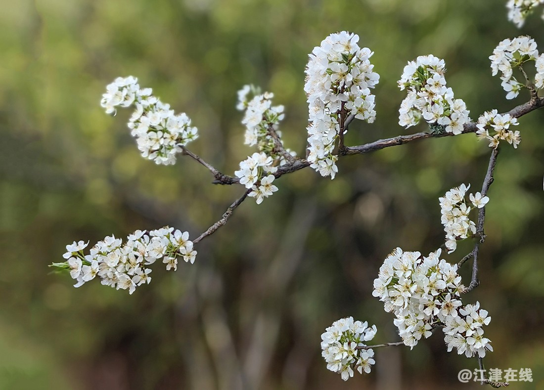 花枝俏 (5)副本.jpg